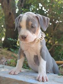 Pitbull tricolor e blue nose