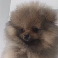 Cuccioli di spitz pomerania maschi femminucce