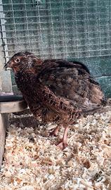 Quaglie jumbo tenebrose