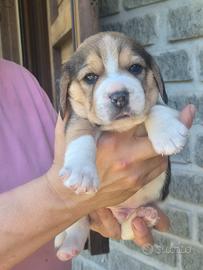 Beagle con Pedigree ENCI - 4 maschi