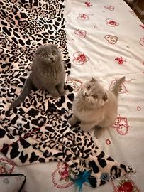 Gattini scottish fold