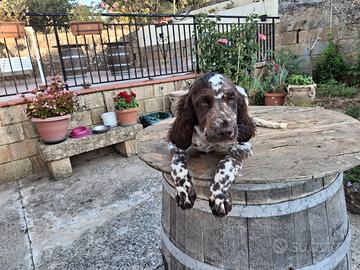 Cuccioli Springer spaniel