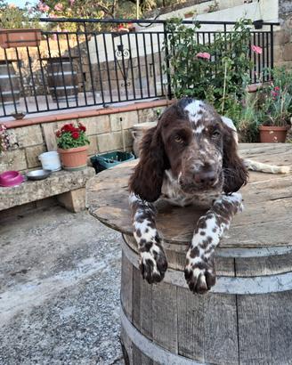 Cuccioli Springer spaniel
