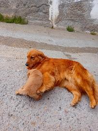 Gollden retriever cuccioli