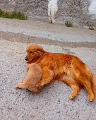 Gollden retriever cuccioli