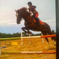 Cavalla da salto saura di 13 anni