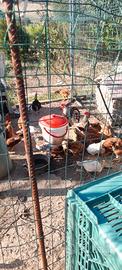 galline anatre oche