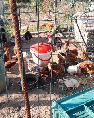 galline anatre oche