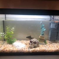 Acquario Sicce litri 33