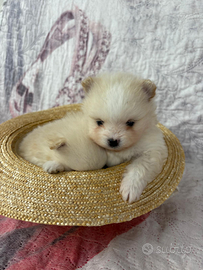 Cuccioli di Pomerania