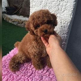 BARBONCINI - BARBONCINO TOY CUCCIOLI - pag rateale