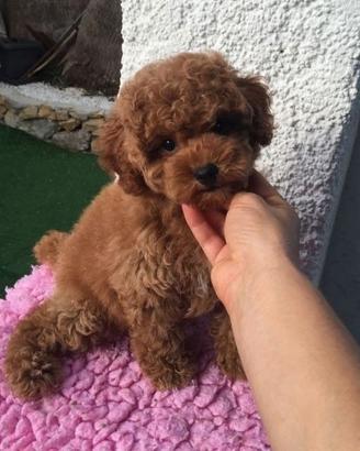 BARBONCINI - BARBONCINO TOY CUCCIOLI - pag rateale