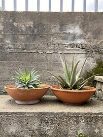 Coppia di Piante di Aloe Sane in Ciotole di Cotto