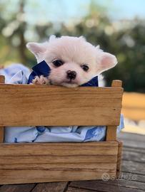 Chihuahua maschi con pedigree