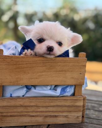 Chihuahua maschi con pedigree