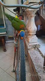 Lorichetto arcobaleno