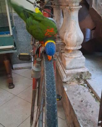 Lorichetto arcobaleno