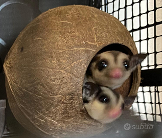 Petauri dello zucchero