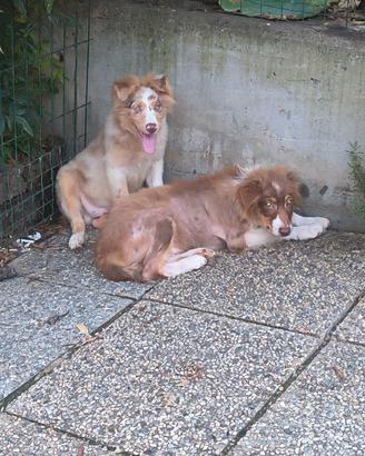 Australian shepherd .vev