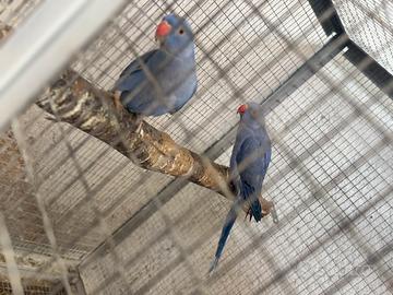 Parrochetto del collare 100