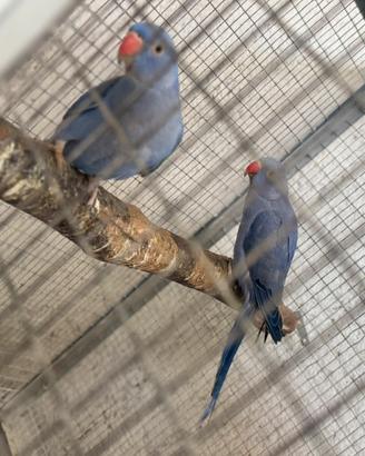 Parrochetto del collare 100