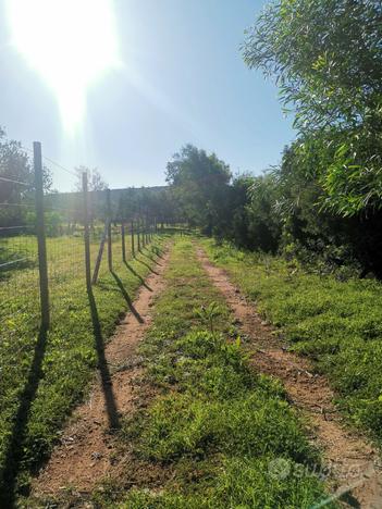 Alghero AMPIO TERRENO CON ALBERI DI ULIVO