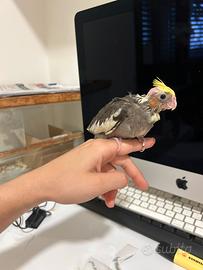 Inseparabili