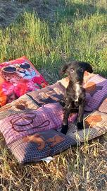 Incrocio tra cocker e barboncino nano