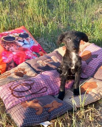 Incrocio tra cocker e barboncino nano