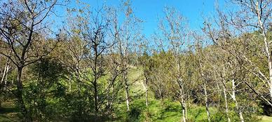 Terreno di 40000 m² a Arrone