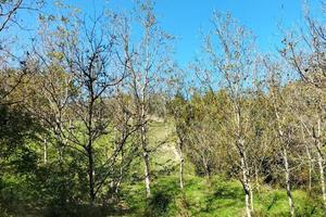 Terreno di 40000 m² a Arrone