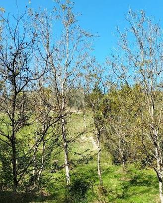 Terreno di 40000 m² a Arrone