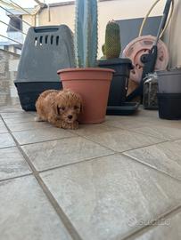 Maltipoo