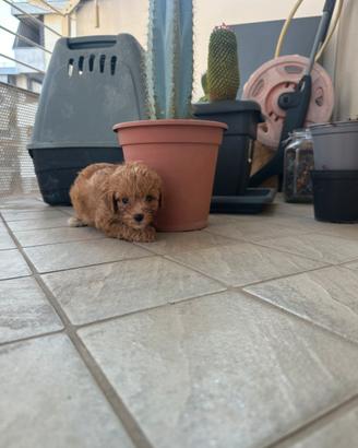 Maltipoo