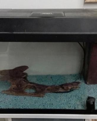 acquario per pesce