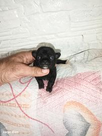 Chihuahua Toy maschietti