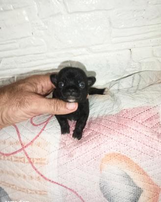 Chihuahua Toy maschietti
