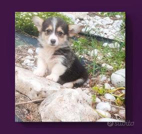 Corgi Pembroke