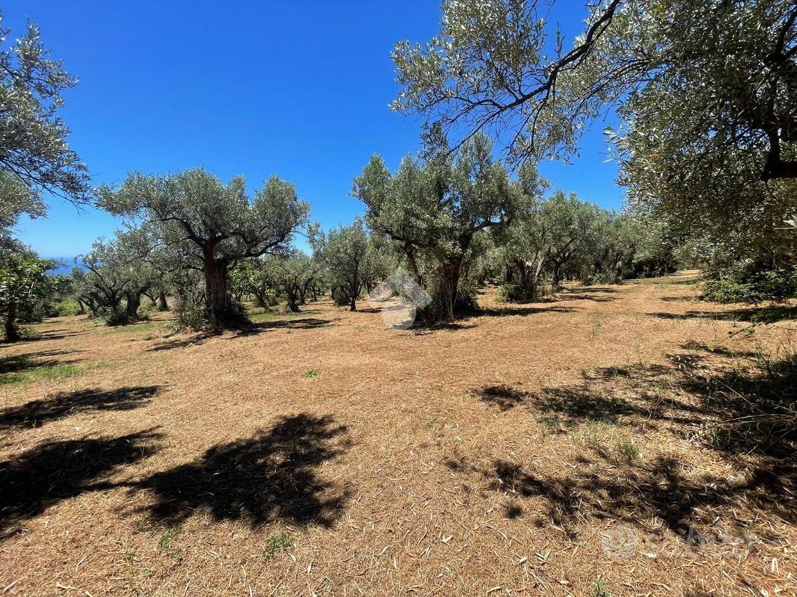 TER. AGRICOLO A NOCERA TERINESE - Altro