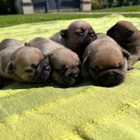 Bulldog francese cuccioli
