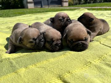 Bulldog francese cuccioli