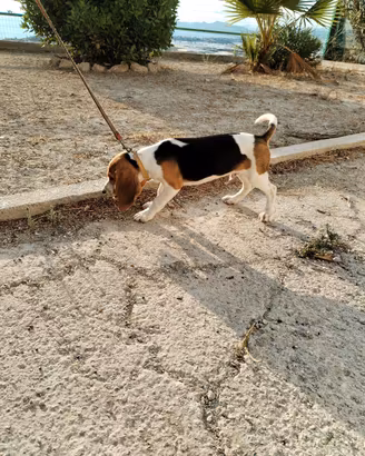 Beagle originale