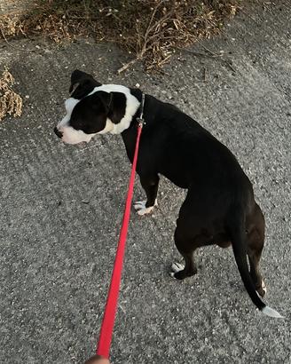Amstaff