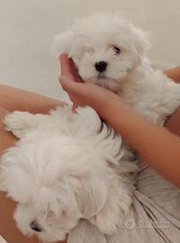 Maltese