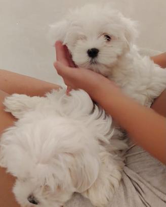 Maltese