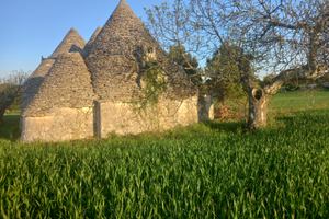 Vendita TRULLI 8 coni con terreno