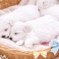 Cucciolo Maltese TOY