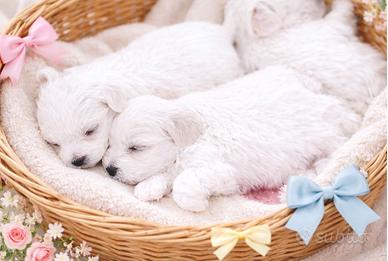 Cucciolo Maltese TOY