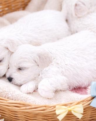 Cucciolo Maltese TOY