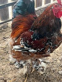 Galline